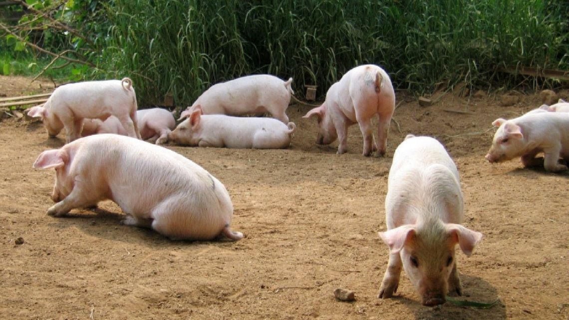 豚に3密を強いる農水省 放牧禁止 政策の是非 政策 東洋経済オンライン 社会をよくする経済ニュース