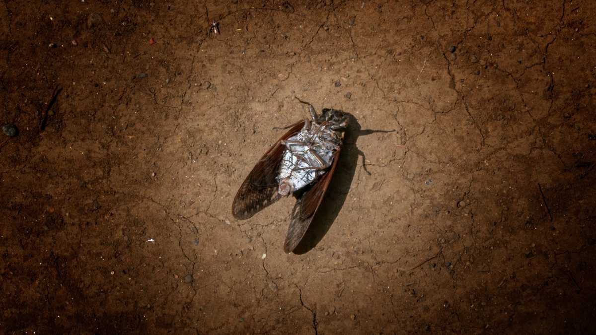 博士課程＝人生終了？｢科学立国｣揺るがす大欠陥 | 野口悠紀雄「経済最前線の先を見る」 | 東洋経済オンライン