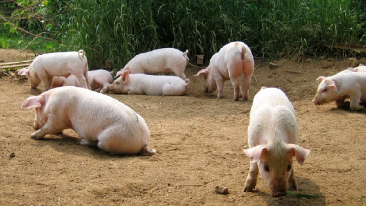 豚に3密を強いる農水省｢放牧禁止｣政策の是非 突然の方針発表に畜産農家