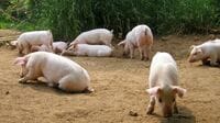 豚に3密を強いる農水省｢放牧禁止｣政策の是非