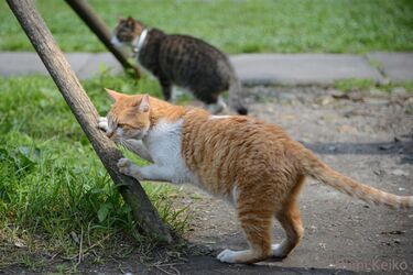 猫に学びたい