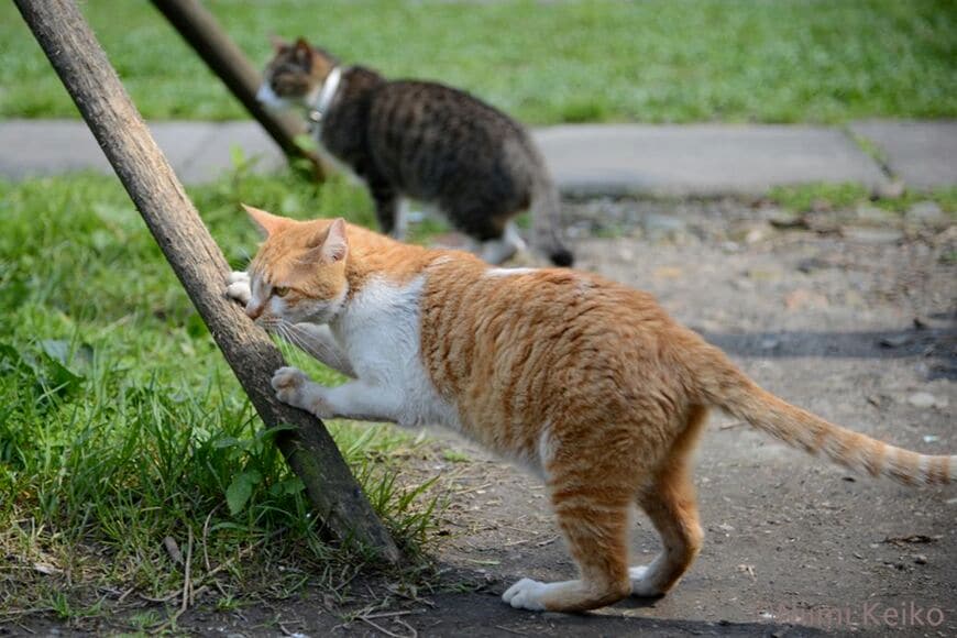 台湾・猴硐の駅前広場で、好意を寄せている三毛猫を遠くから見ていると、三毛が通りすがりの若いオス猫と話しはじめた。やきもきして思わず爪とぎ。爪とぎをしながらも三毛のことが気になってしょうがない（写真：新美敬子）