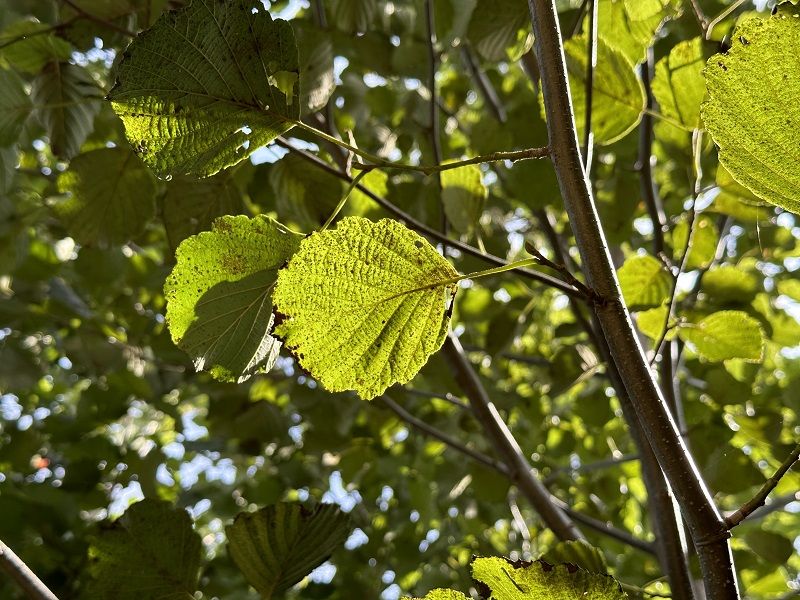 iPhone 14 Proの2倍で撮影した逆光のクワの葉