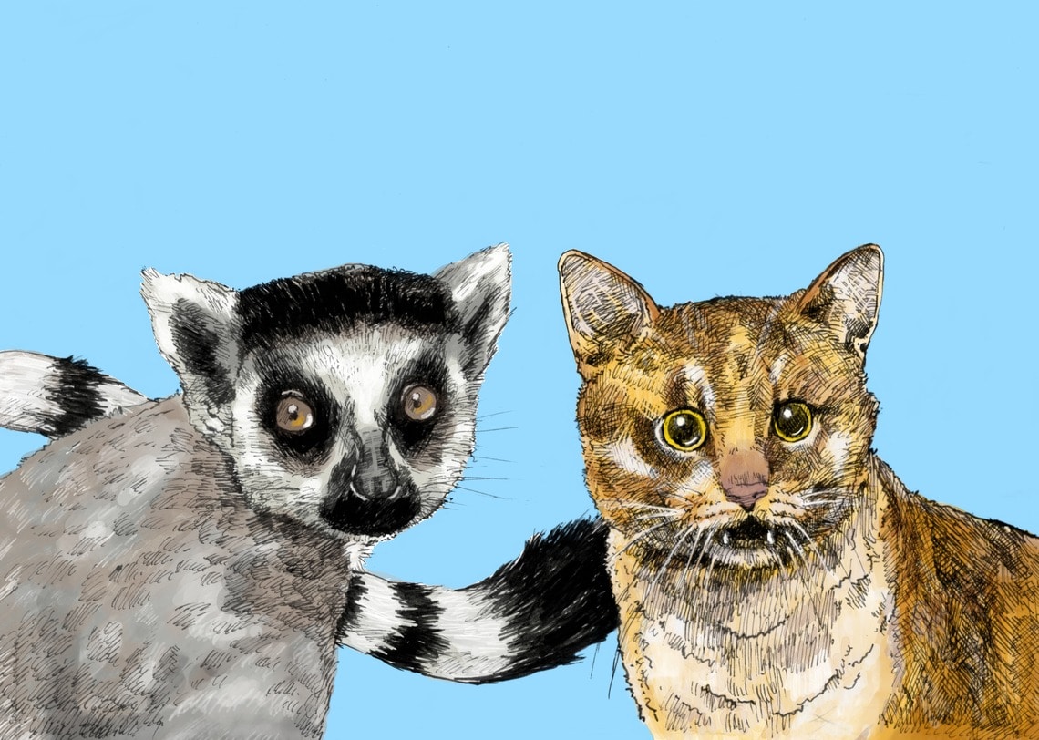 ワオキツネザル（左）の死にネコが関係？（イラスト：佐藤大介）