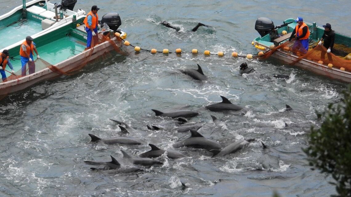 太地町畠尻湾でのイルカ追い込み猟（出所：LIA）
