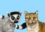 ワオキツネザル（左）の死にネコが関係？（イラスト：佐藤大介）