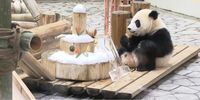 和歌山のパンダ彩浜が1歳の誕生日｢贈り物｣も アドベンチャーワールドで誕生会が開かれた