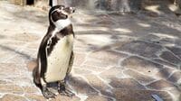 2週間で4羽も…水族館のペンギンが相次ぎ怪死､最初の検査で見逃された｢鳥マラリア｣の､血管に潜んでいた小さな証拠