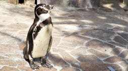 2週間で4羽も…水族館のペンギンが相次ぎ怪死､最初の検査で見逃された｢鳥マラリア｣の､血管に潜んでいた小さな証拠