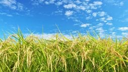 今世紀末には｢コメの収量8割､品質低下米4割｣…気象学者が指摘､漁業や畜産にも及ぶ温暖化が突きつける"食卓のリスク"