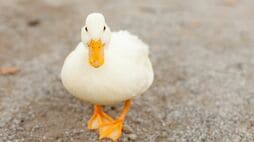 肝臓が白く｢フォアグラ｣化していた…動物園のアヒルはなぜ突然死したのか　体をむしばんだ"ふれあい展示"の代償