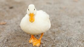 肝臓が白く｢フォアグラ｣化していた…動物園のアヒルはなぜ突然死したのか　体をむしばんだ"ふれあい展示"の代償