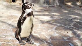2週間で4羽も…水族館のペンギンが相次ぎ怪死､最初の検査で見逃された｢鳥マラリア｣の､血管に潜んでいた小さな証拠