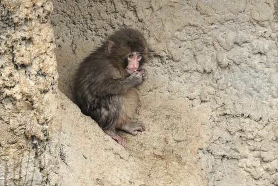 パンチくん 市川市動植物園
