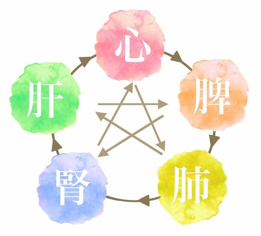 五臓のイメージ（イラスト：きだ／PIXTA）