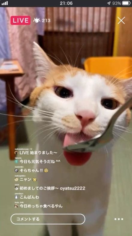 保護猫の推し活サービス、neco-note。月額980円を支払って好きな猫の「バディ」となり、家族探しを支援。バディ限定のコンテンツが視聴可能となり、投げ銭をしておやつやおもちゃを買ってあげられる特典も（画像：neconote）