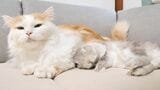 生活が2匹中心になり、不自由も多いが、その分日々の暮らしは充実したものになった（写真提供：やすさん）