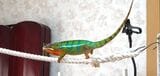 カメレオンは楽しいと、犬のように尻尾がピンと立つ（写真提供：山村さん）