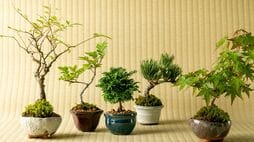 ｢気軽に旅行にも行けない…｣それでも惹かれる盆栽の魅力とは？あの昭和の超大物政治家は盆栽とドライブを楽しんだ