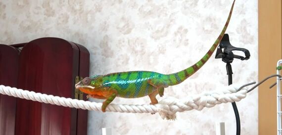 尻尾を立てたカメレオン