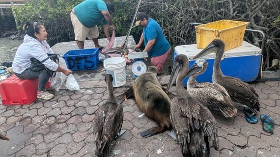 魚市場で魚をさばく漁師に群がる動物たち