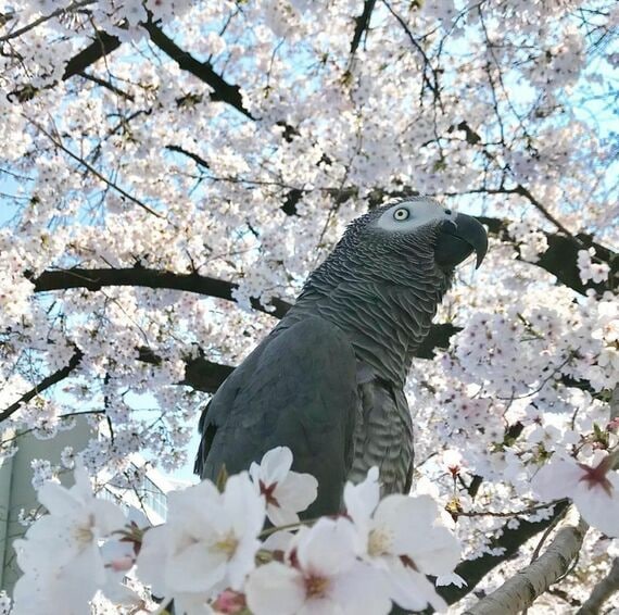 桜とキクノスケくん