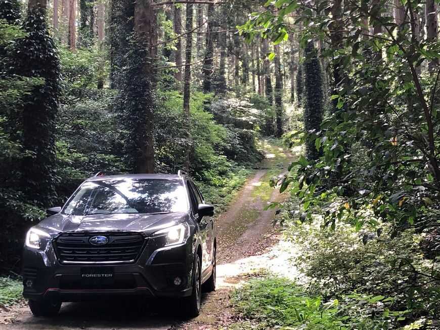 大きな杉の木の中を進む、フォレスター