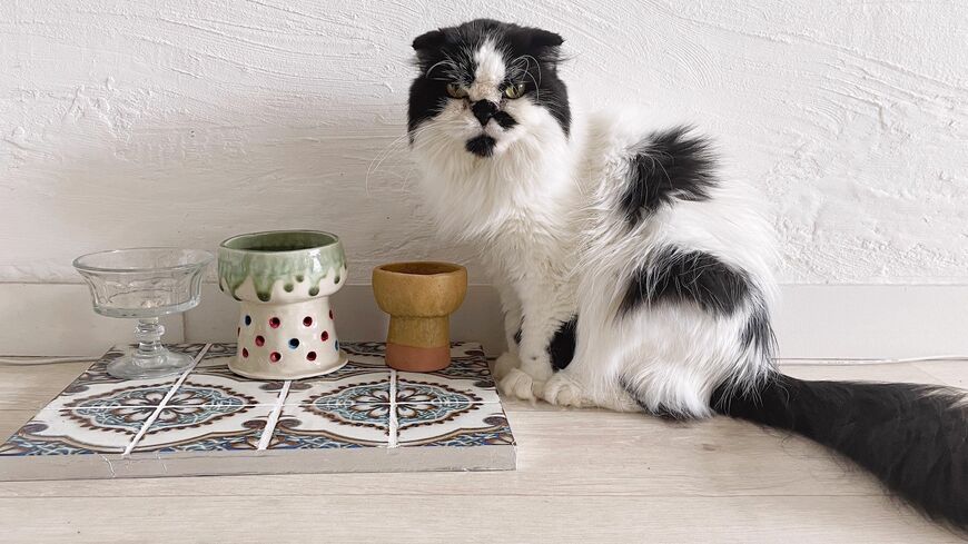 中高年の夫婦でも、ペットと暮らすことを諦めない方法とは？（筆者撮影）