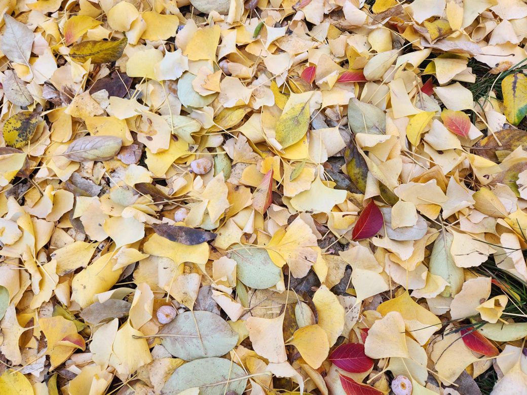 色とりどりの落ち葉の絨毯（写真：筆者提供）