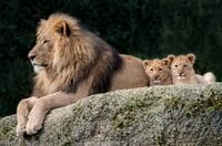 ｢肉食系｣コンビニ飯が闘争心に火をつける！ テストステロン値を効果的に上げる方法は？