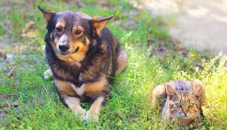 なぜ飼い犬が減り､飼い猫が増えているのか