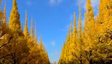 Where to Admire the Autumn Leaves in Tokyo 