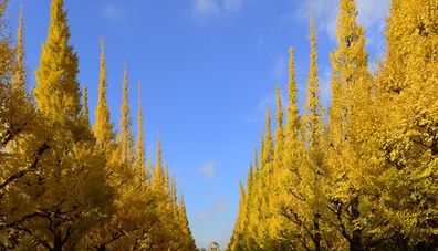 Where to Admire the Autumn Leaves in Tokyo 