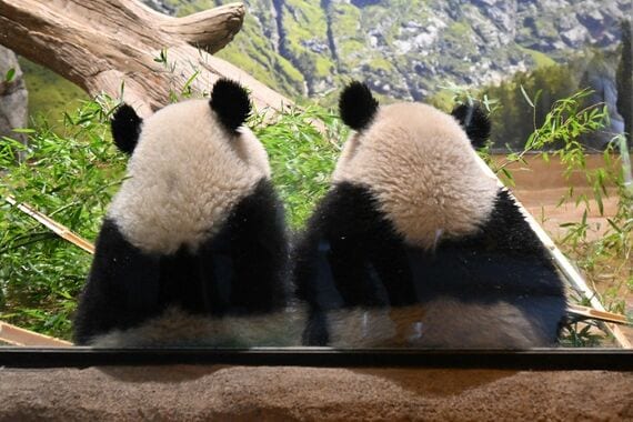 1月27日に中国に返還されるシャオシャオとレイレイ。2023年2月16日撮影（写真：高氏さん提供）