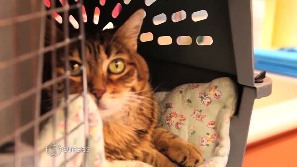 猫ビックリ!幹細胞治療で慢性口内炎が完治 ペット 東洋経済