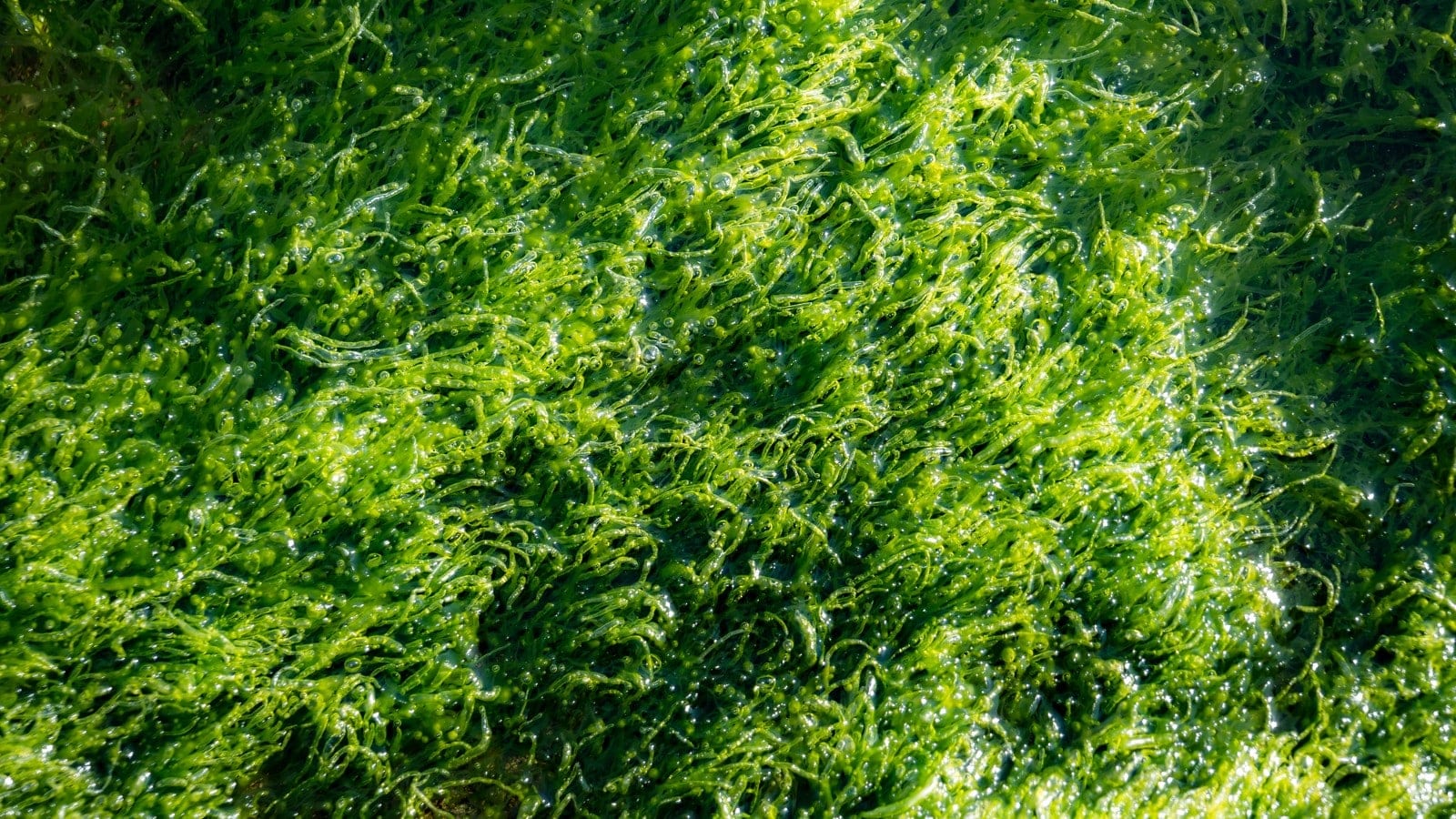 ブルーカーボンで注目集める