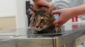 ｢愛猫を獣医師の誤診で亡くした｣飼い主の後悔