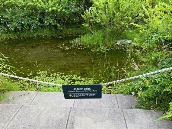 めだかの池