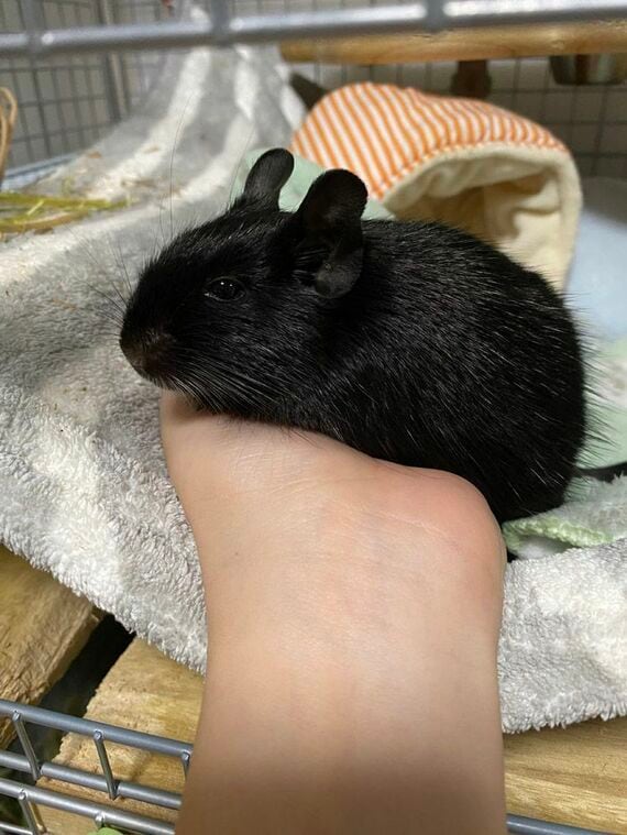 デグーを手のひらに乗せている様子