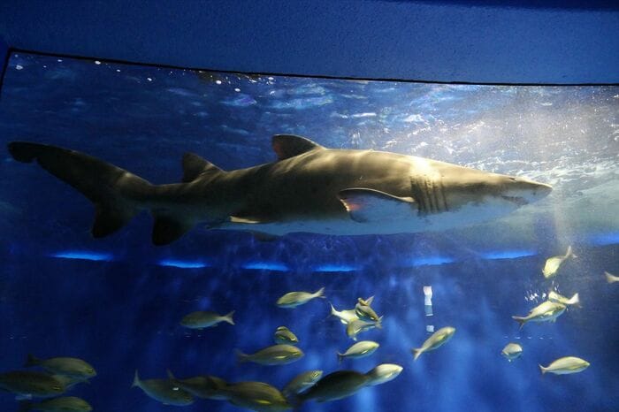 魚の国「回遊水槽」