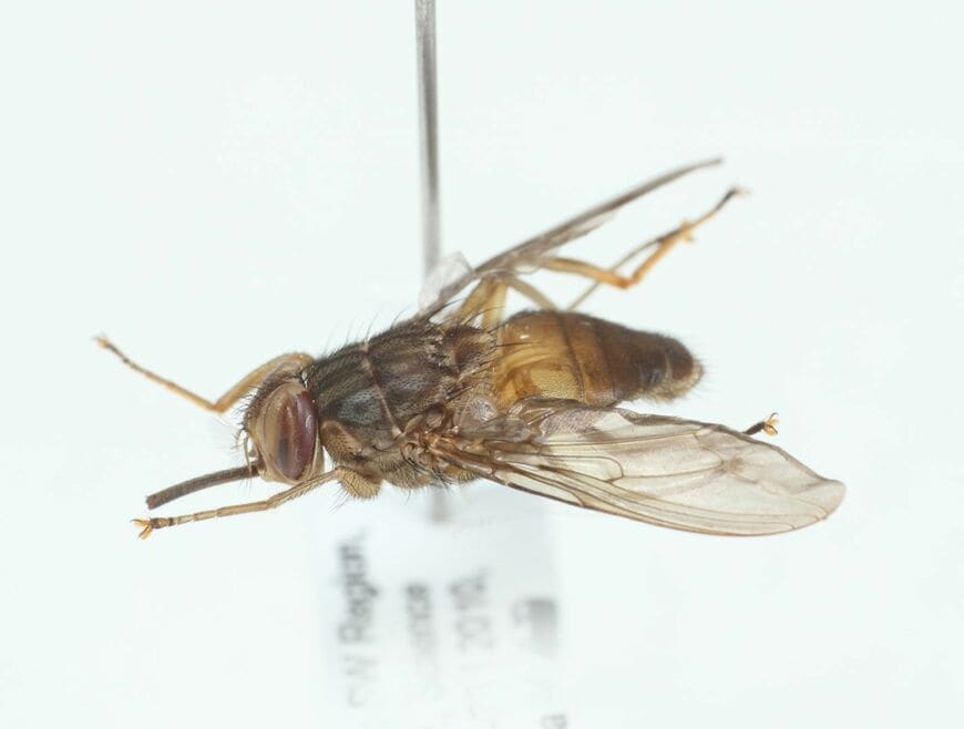 筆者を刺した「ツェツェバエ」の一種（筆者撮影）