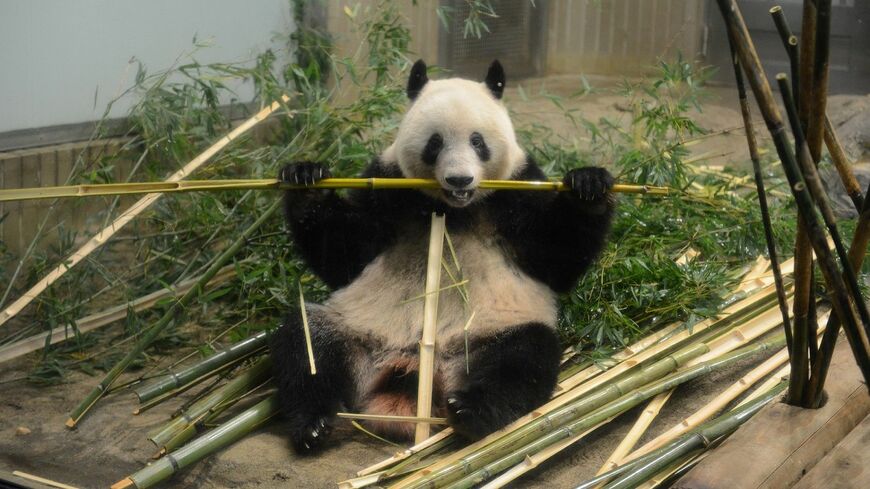 2021年11月8日のシャンシャン（写真：公益財団法人東京動物園協会提供）
