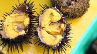 岩手の｢極上ウニ｣は､食べているエサが違う 海底のワカメやコンブが重要な意味を持つ