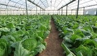 North Korean Farms Today: Focusing on Increased Food Output