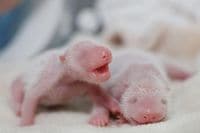 中国･成都で今年初めて｢双子パンダ｣が誕生