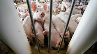 日本の養豚が｢アメリカに侵略｣される驚愕事実