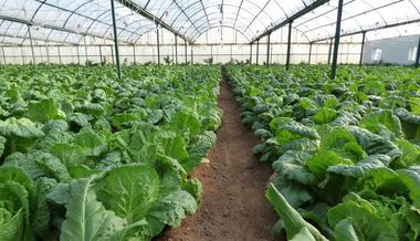 North Korean Farms Today: Focusing on Increased Food Output