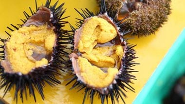 Premium Sea Urchins Nurtured in the Sea