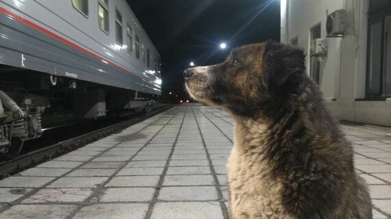 ジョージア 野犬