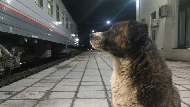狂犬病｢予防接種なし｣で海外渡航した男性の顛末